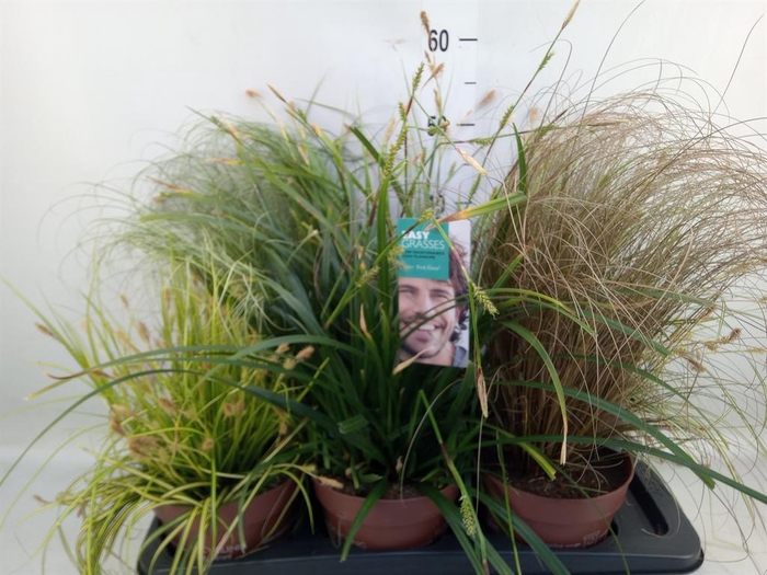 <h4>Carex   ...mix</h4>