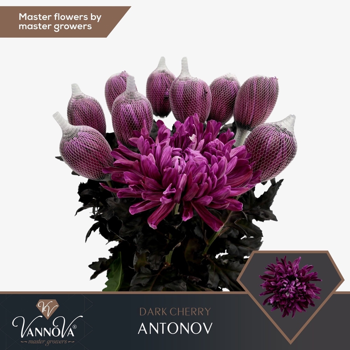 <h4>Chrysanten Chr G Antonov Dark Cherry</h4>