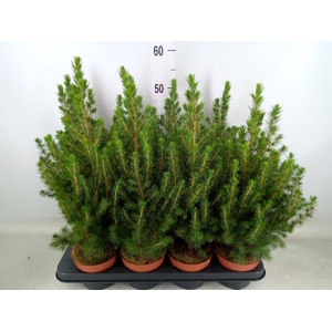 Picea glauca 'Conica'