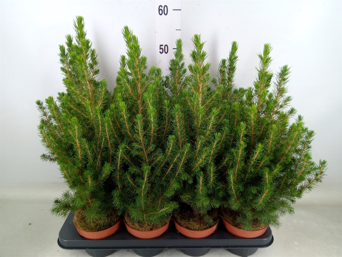 <h4>Picea glauca 'Conica'</h4>