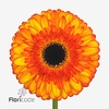 Gerbera diamond spotlight