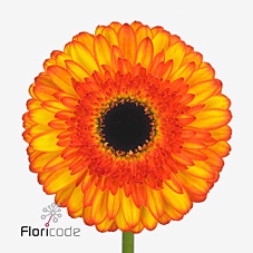 Gerbera diamond spotlight
