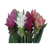 Curcuma alism. 'Siam Supreme'