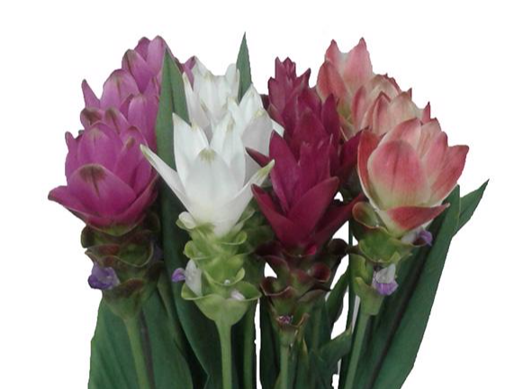 Curcuma alism. 'Siam Supreme'