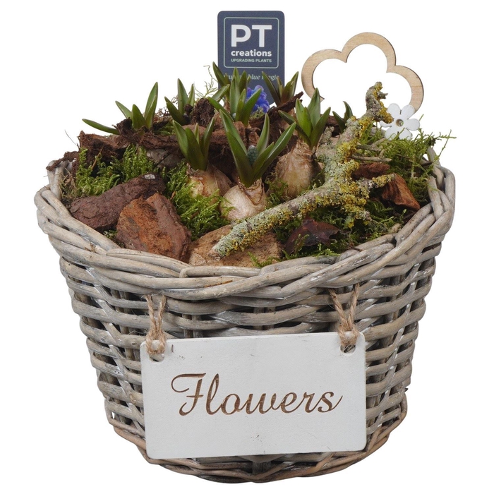 <h4>Arr.  Muscari L%</h4>