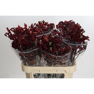 Kangaroo Paw Early Spring