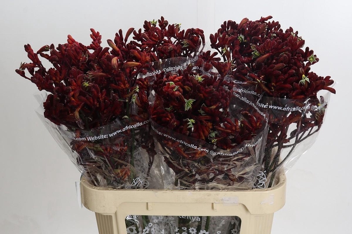 <h4>Anigozanthos Early Spring</h4>