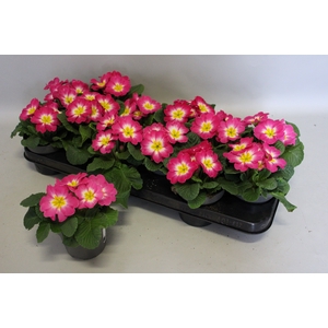 Primula acaulis Pink Bicolor