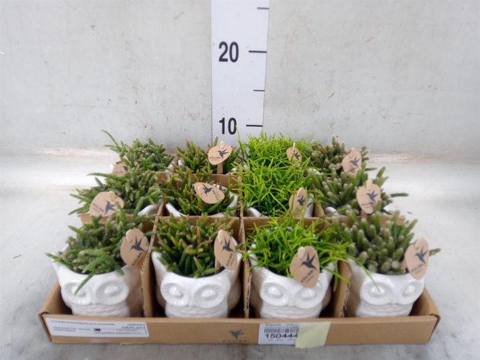 <h4>Rhipsalis ...mix</h4>