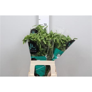 Chasmanth Lat Mantis