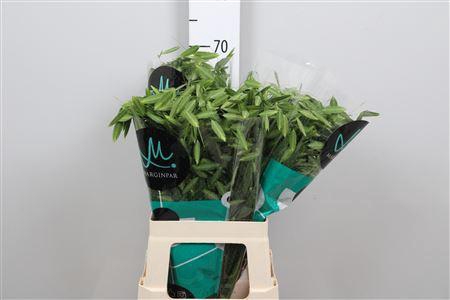 <h4>Chasmanth Lat Mantis</h4>