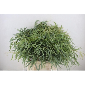 Euca Nicoly Short 150gr P Bunch