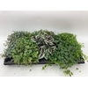 GROEN MIX 10,5 cm x8