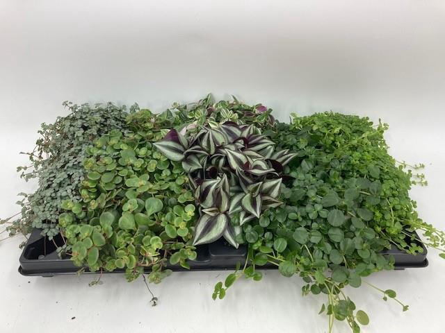 GROEN MIX 10,5 cm x8