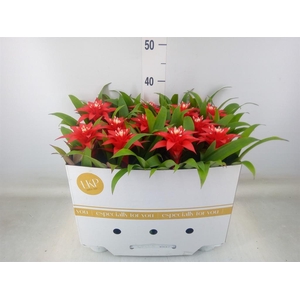 Guzmania  'Confetti'