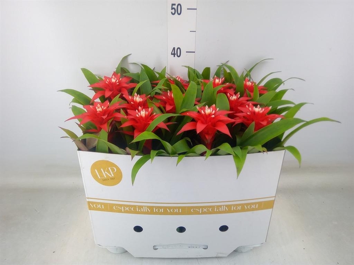 <h4>Guzmania  'Confetti'</h4>