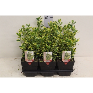 Euonymus japon. 'Ovatus Aureus'