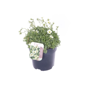 Saxifraga Touran Limegreen