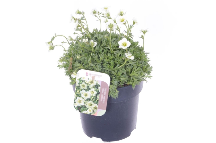 <h4>Saxifraga Touran Limegreen</h4>