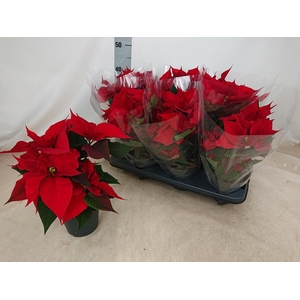 EUPHOR PULCHERRIM OV