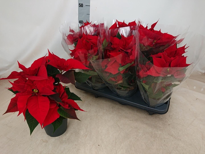 <h4>EUPHOR PULCHERRIM OV</h4>