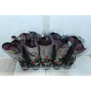 CALATHEA ROSEA PICTA CRIMSON P12