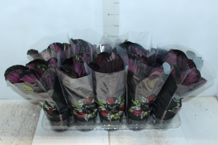 CALATHEA ROSEA PICTA CRIMSON P12