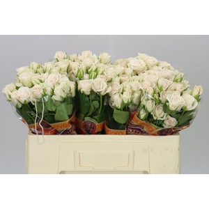 Rosa Tr Royal Porcelina Imp