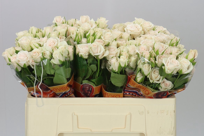 <h4>Rosa Tr Royal Porcelina Imp</h4>