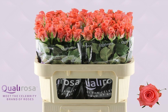 <h4>R Gr Sankara</h4>