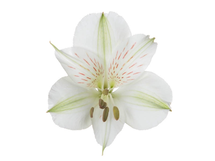 <h4>ALSTROEMERIA BOUNTY 080 CM</h4>