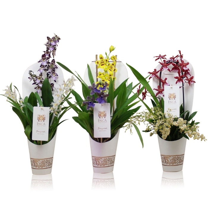 <h4>Orchideeen Orchideeën gemengd in po</h4>