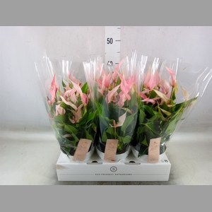 Anthurium andr. 'Lilli'
