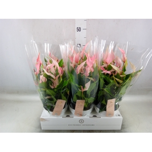 Anthurium andr. 'Lilli'
