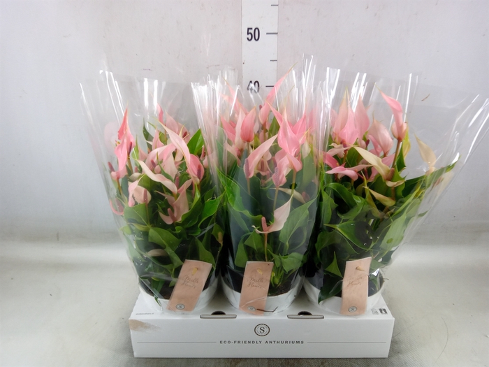 <h4>Anthurium andr. 'Lilli'</h4>
