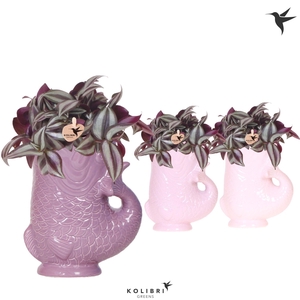 Kolibri Greens Tradescantia Zebrina in Fish pot pink mix