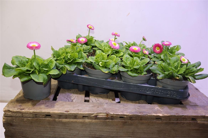 <h4>Bellis Perennis Pink</h4>