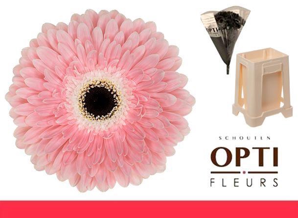 <h4>GE GR GRACELAND-Water hoes</h4>