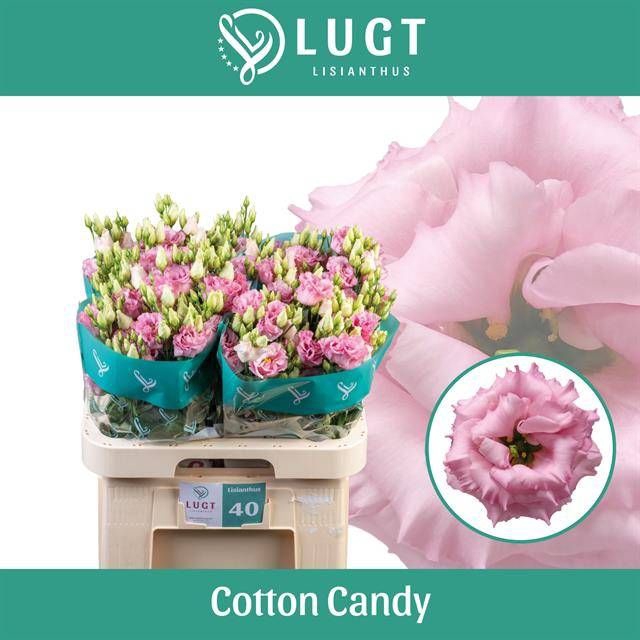 <h4>EUS G COTTON CANDY</h4>