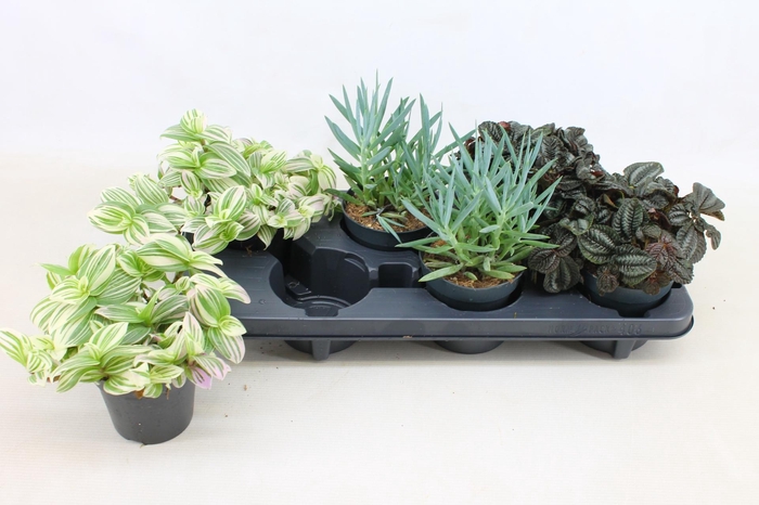 <h4>KAMERPL GEM OV</h4>