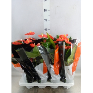 Anthurium andr. 'Madural Orange'