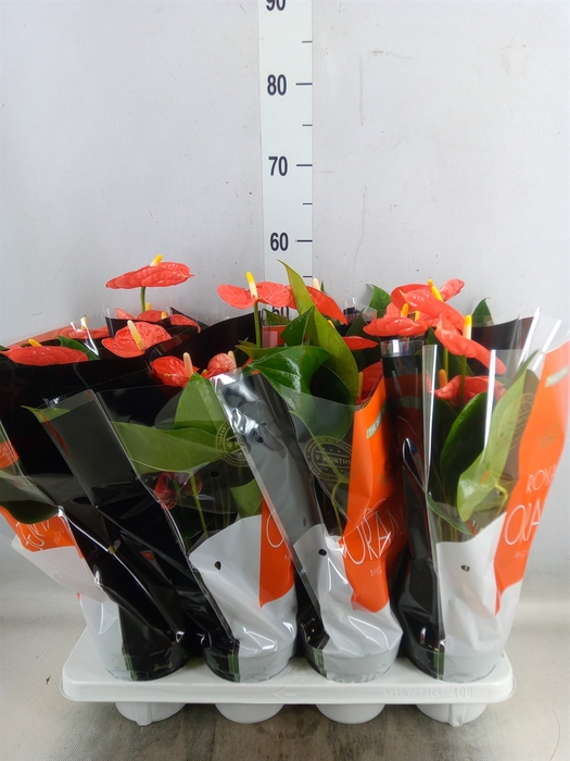 <h4>Anthurium andr. 'Madural Orange'</h4>