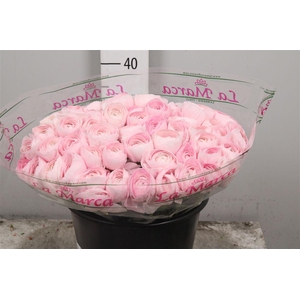 Ran Cl Su Lady Hanoi S