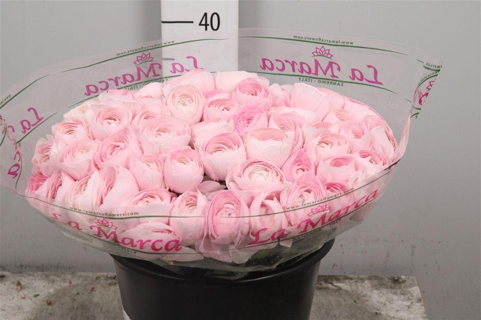 <h4>Ran Cl Su Lady Hanoi S</h4>