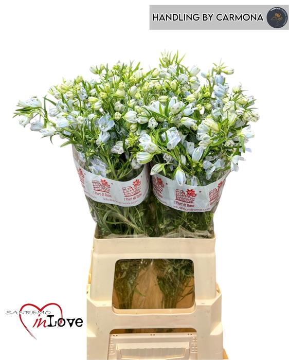 <h4>DELPH EN M SKY BLUE</h4>