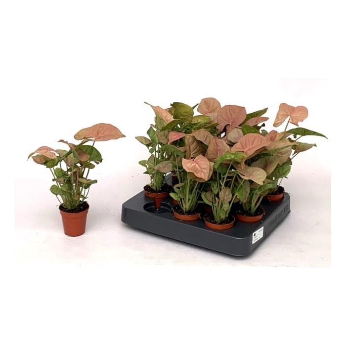 <h4>Syngonium Red Heart 5,5Ø 25cm</h4>