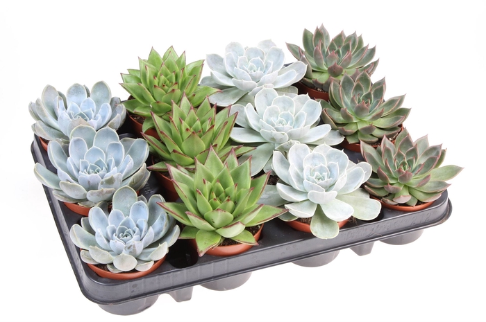 <h4>Echeveria   ...mix</h4>