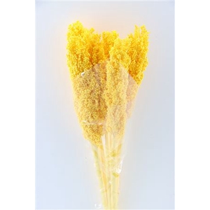 Dried Sorghum 6pc Yellow Bunch