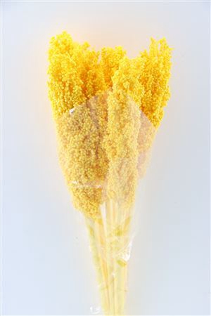 Dried Sorghum 6pc Yellow Bunch