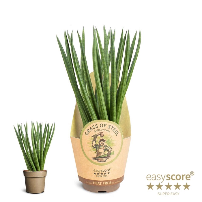 <h4>SANSEVIERIA CYLINDRICA p11 Spaghetti</h4>